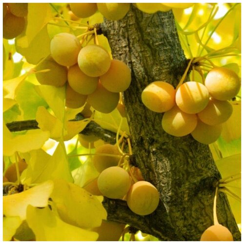 ������ ������ ������ ������ ������ ������ 5 ��. ����