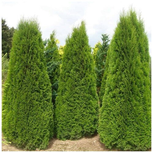 ������ ������ ������ ������ ��� �������� ������� 50 ��. ����