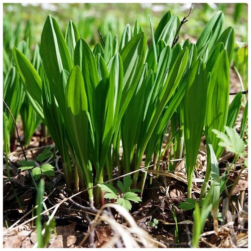 ������ ������ ������ ������ ������� �������� ��� 30 ��. ����