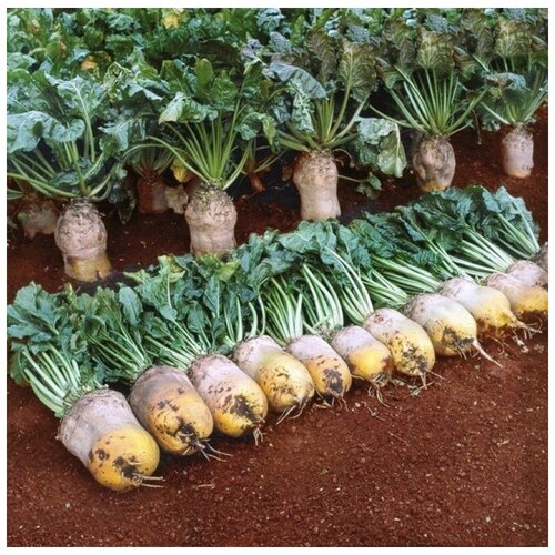 ������ ������ ������ ������ ������ �������� ������� 50 ��. ����