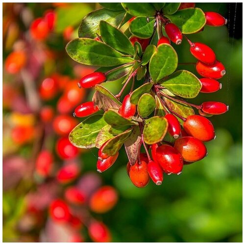 ������ ������ ������ ������ �������� ������������ 15 ��. ����