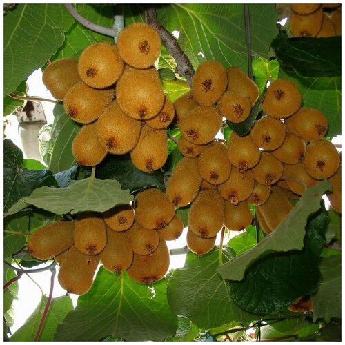 ������ ������ ������ ������ ����, ��������� ��������� 30 ��. ����