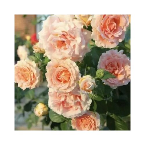 ������ ������ ���� ��������� ������ 2�� ����