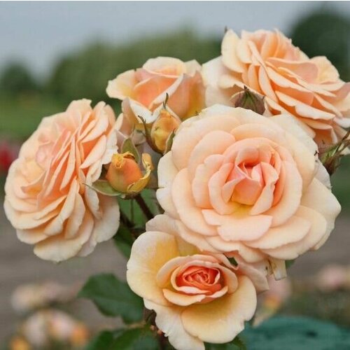 ������ ������ ���� ���������� ���� ����� 2 �� ����