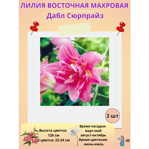 ������ ������ ����� ��������, ��������� ���� �������� ����