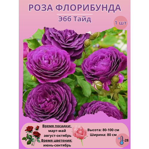 ������ ������ ���� ���������� ��� ����, ����������� ����� ��� ���� ����