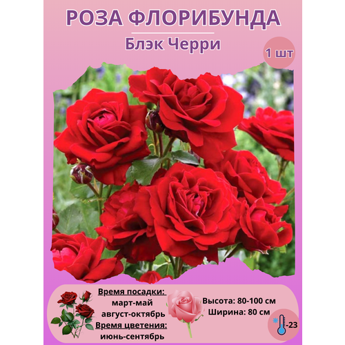 ������ ������ ���� ���������� ���� �����, ����������� ����� ��� ���� ����