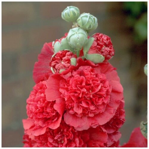 ������ ������ ������ ������ ����-���� ������ �������� ������-������� 15 ��. ����