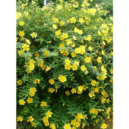 ������ ������ ������ �������� ������������� (Hypericum hidcote), 20 ���� ����