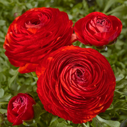 ������ ������ �������� ������, botanica garden, ���������� ���, ( 10 ���� ) ����