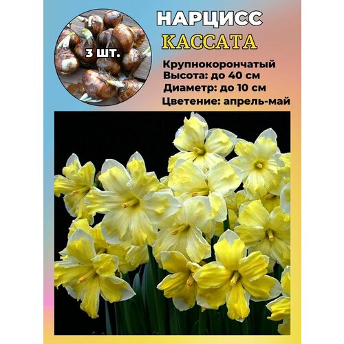 ������ ������ ������� ��������, �������� 3 ����� ����