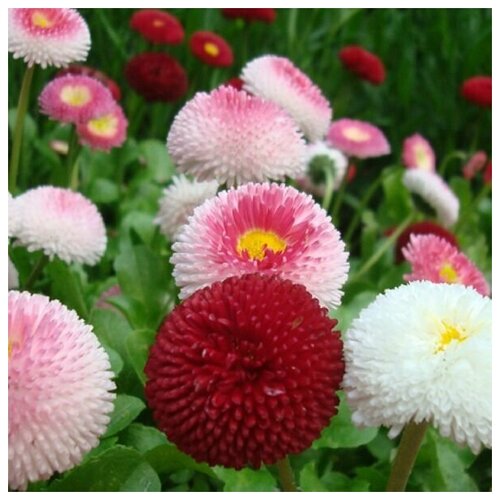 ������ ������ ���������� ����������� ��������� ��������, 260 ����� ����