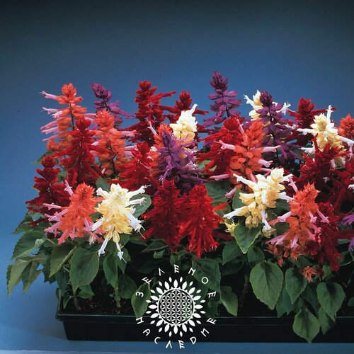      -  3  (. Salvia splendens) 20  