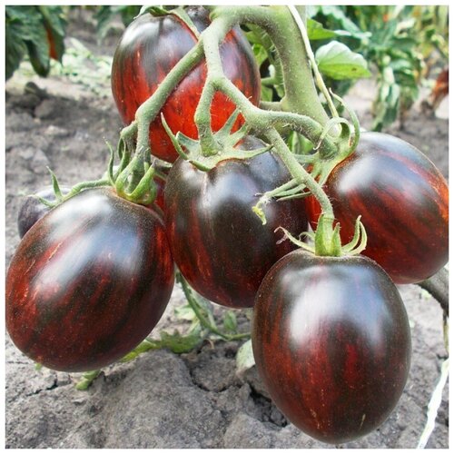 ������ ������ ������ ������ ����� ��������� 10 ��. ����