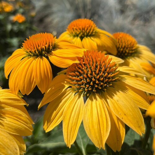 ������ ������ �������� �������� ������, ������ ����