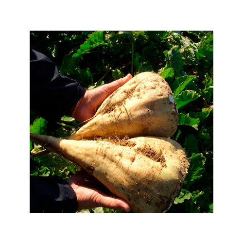 ������ ������ ������ ������ �������� ������ 3 F1 (4 ��.) ����