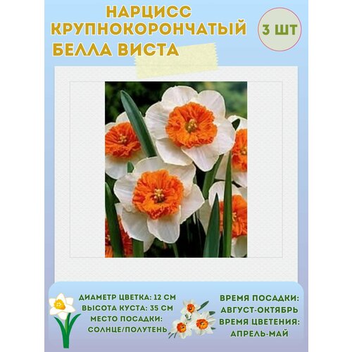 ������ ������ ������� ����� �����, ����������� �����, �������� 3 �� ����