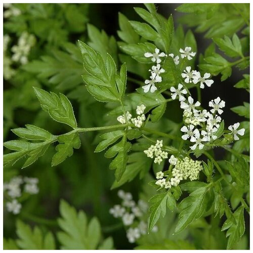 ������ ������ ������ ������ ������� ������� 50 ��. ����