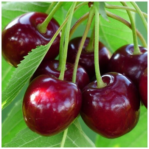 ������ ������ ������ ������ ������� ������� ��������� ������� 10 ��. ����