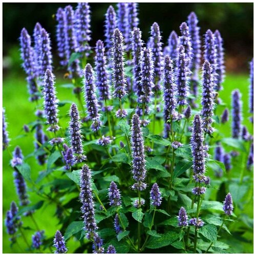 ������ ������ ������ ������ ����� ������������� ������ 50 ��. ����