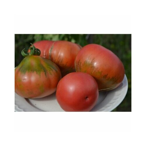 ������ ������ ������ ����� �������� ���� ����� ������ (�����) ����