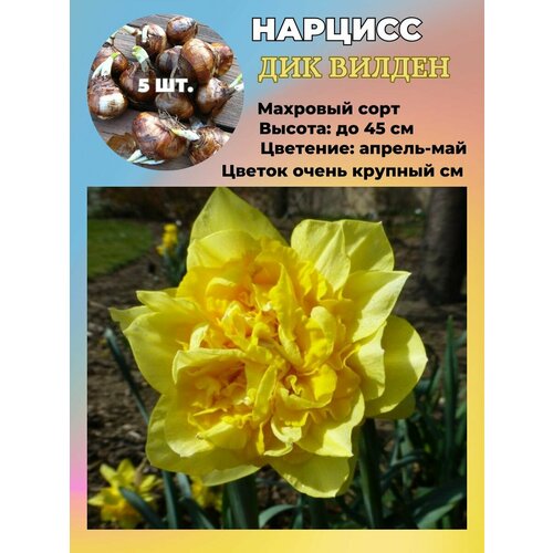 ������ ������ ������� ��������, �������� 5 ���� ����