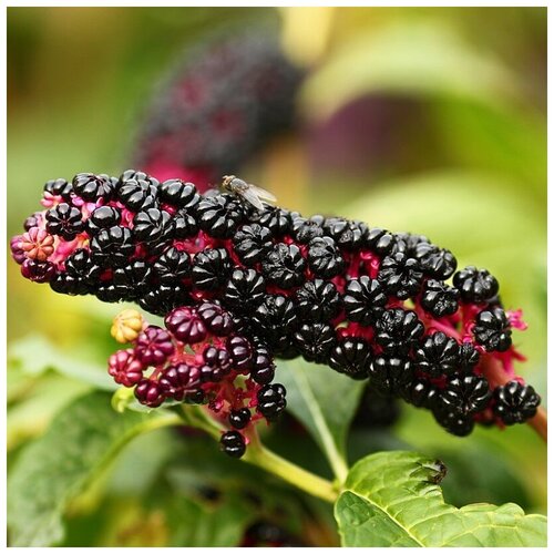 ������ ������ ������ ������ ������� ������� 25 ��. ����