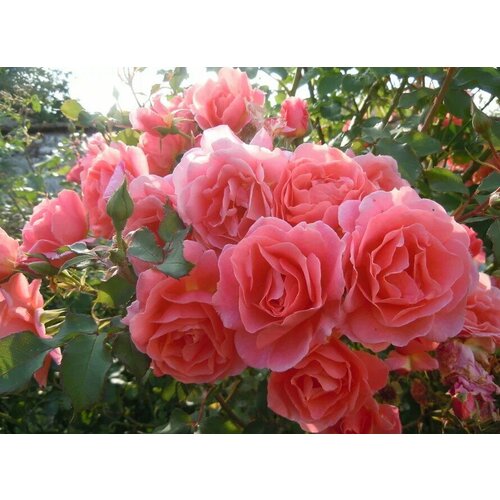 ������ ������ ������� ���� ��������� ���-���� ( 2-3 ���� , �3,5 , 20-40 �� ) ����