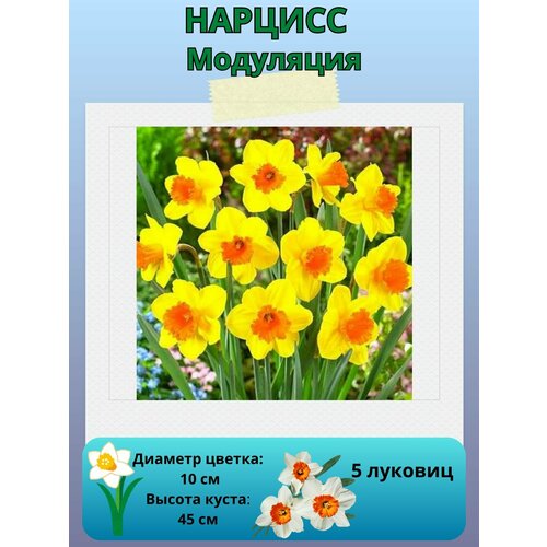 ������ ������ ������� ���������, ����������� �����, �������� ��� ������� 5 �� ����