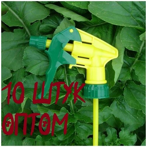 ������ ������ ������������� ��� ������ ������������� ����������� ����� 10 ���� ����