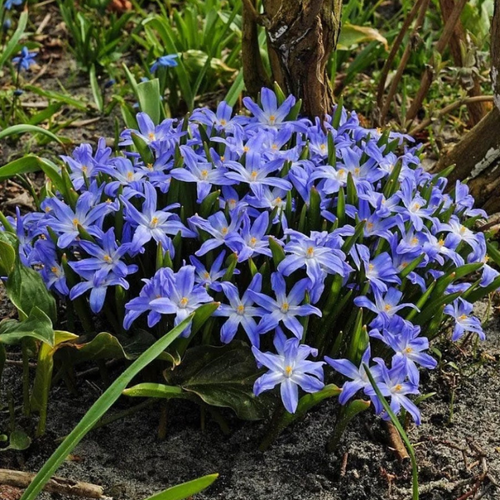 ������ ������ �������� ���������� LUCILIAE ( 10 �� ) ����