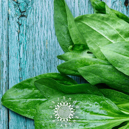 ������ ������ ������ ���������� ������� (���. Plantago major) 100�� �� Green Legacy ����