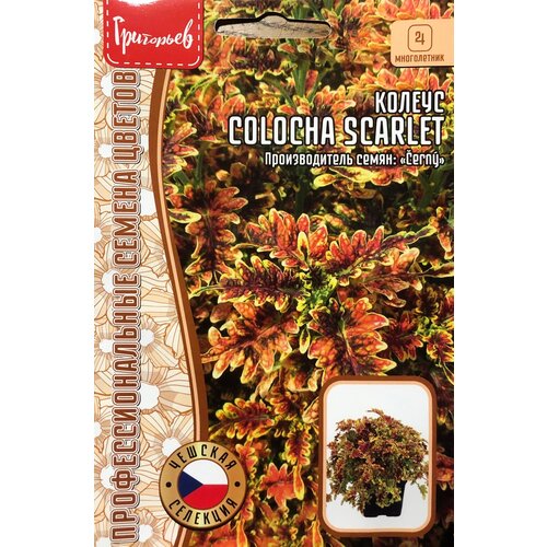 ������ ������ ������ ������� Colocha Scarlet (5 �����) ����