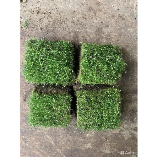 ������ ������ ������ ������������� Clumbus. 4 ������� ��� 6 � ���� ����� ���������� ��� 0.5 ��. � ������ ����