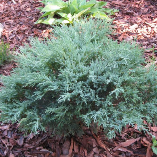 ������ ������ ������������ ���������� ��� ������� (1 ������� � ������ 15-20 ��). Belgium Plants Van. (�������) ����