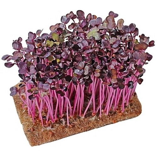 ������ ������ ������� ����������� 