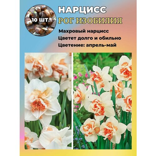 ������ ������ ������� ��������, ����������� ���������� �����, 10 ��. ����