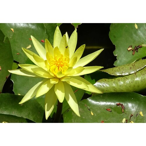 ������ ������ �������� (������) ��������� (Nymphaea Mexicana) ������ ����