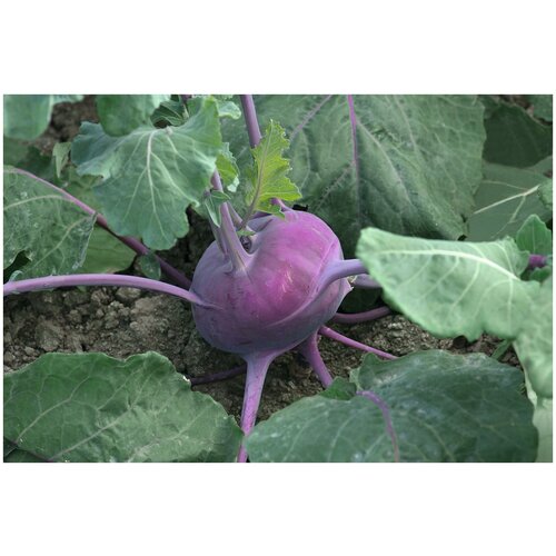 ������ ������ ������. ������� �������� 