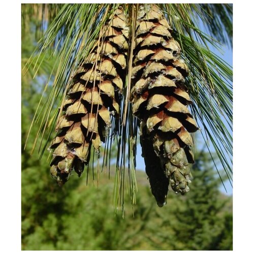 ������ ������ ������ ������ ����� ������� ����������� �������� 15 ��. ����