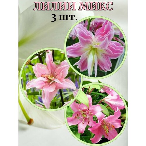 ������ ������ ����� ����, 3 ����� ����