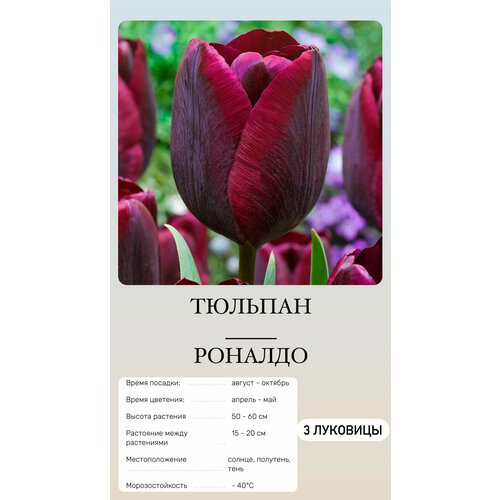 ������ ������ ������� �������� ����������� ������ ����