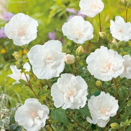 ������ ������ �������� ��������� ���� ������ (1 ������� � ������ 15-20 ��). Szkolka roslin A.M (������) ����