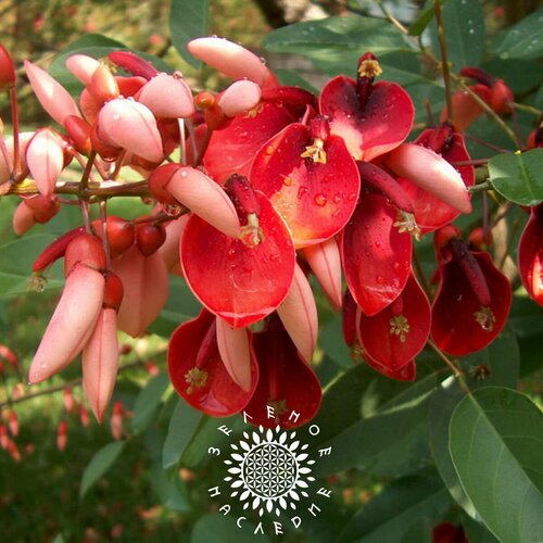 ������ ������ ������ �������� - ���������� ������ - ��������� ������� (���. Erythrina crista-galli) 10�� ����