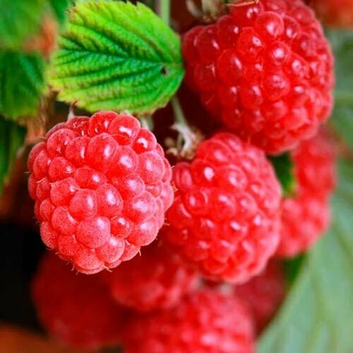 ������ ������ ������ ������������� ������ ��������� 2 �� ����