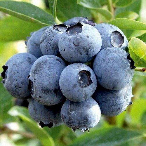 ������ ������ �������� ��� ������� �������� ����