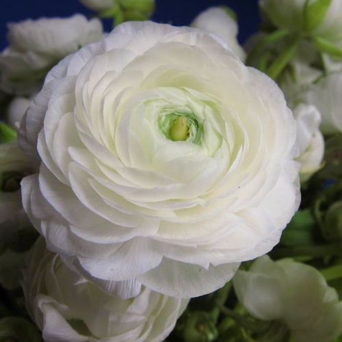 ������ ������ �������� ������, botanica garden, ��������� ����, ( 10 ���� ) ����