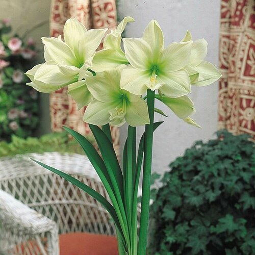 ������ ������ ����������� ����� ����, Hippeastrum Lemon Lime, ������ ����