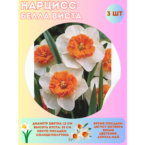 ������ ������ ������� ����� �����, ����������� �����, �������� 3 �� ����