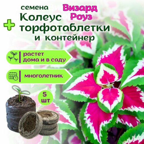 ������ ������ ������ ����������� ������ ����, ������ + �������� �������� Jiffy � �������, 5 �� ����